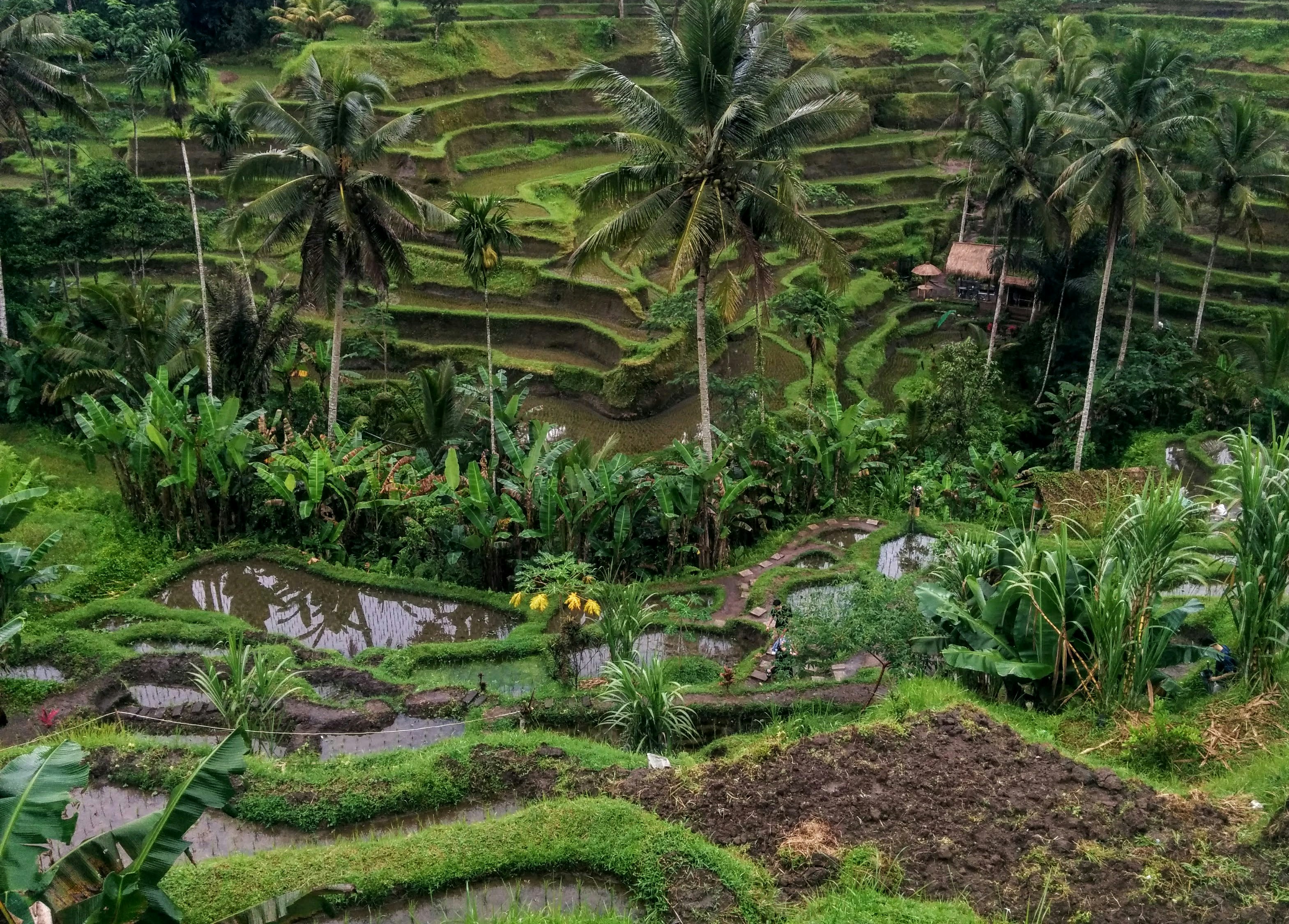 Indonesian Resources