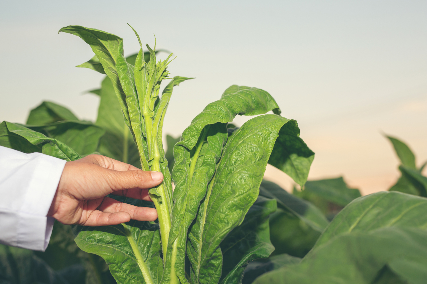 Tobacco